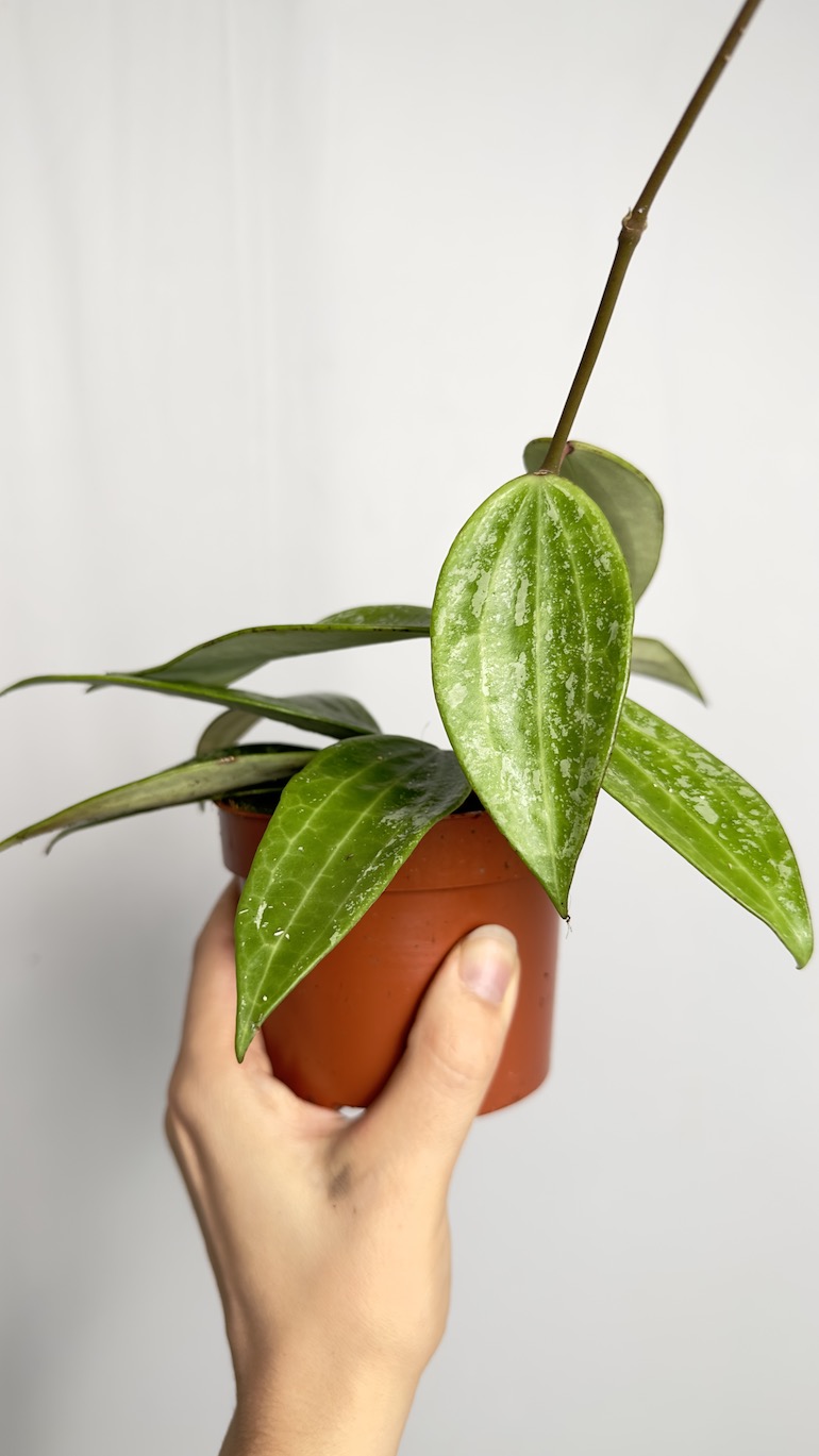 Hoya Rangsang