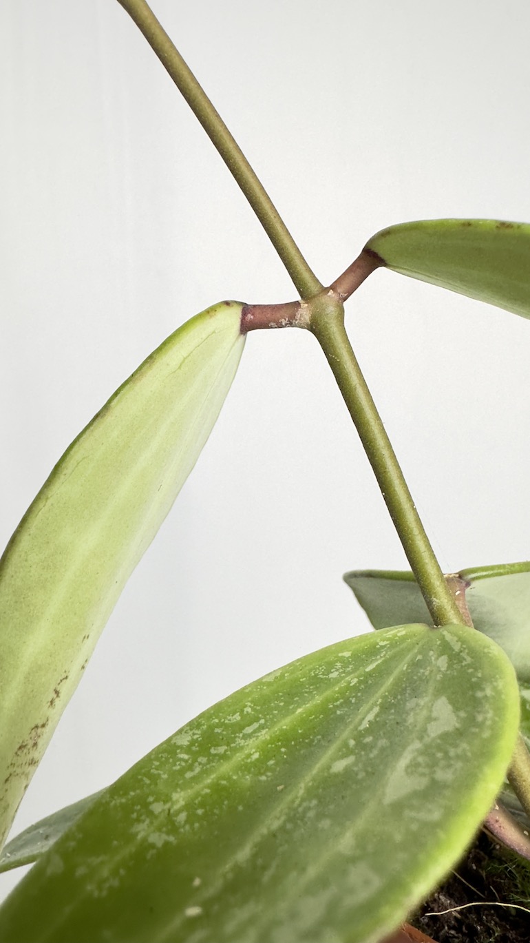 Hoya Rangsang