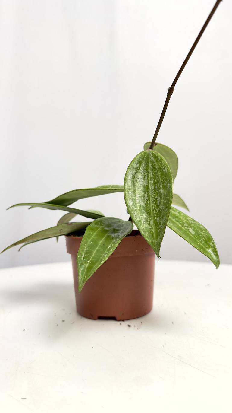 Hoya Rangsang