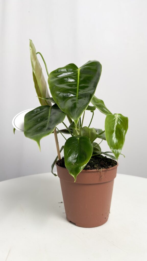 Philodendron Esmeraldense