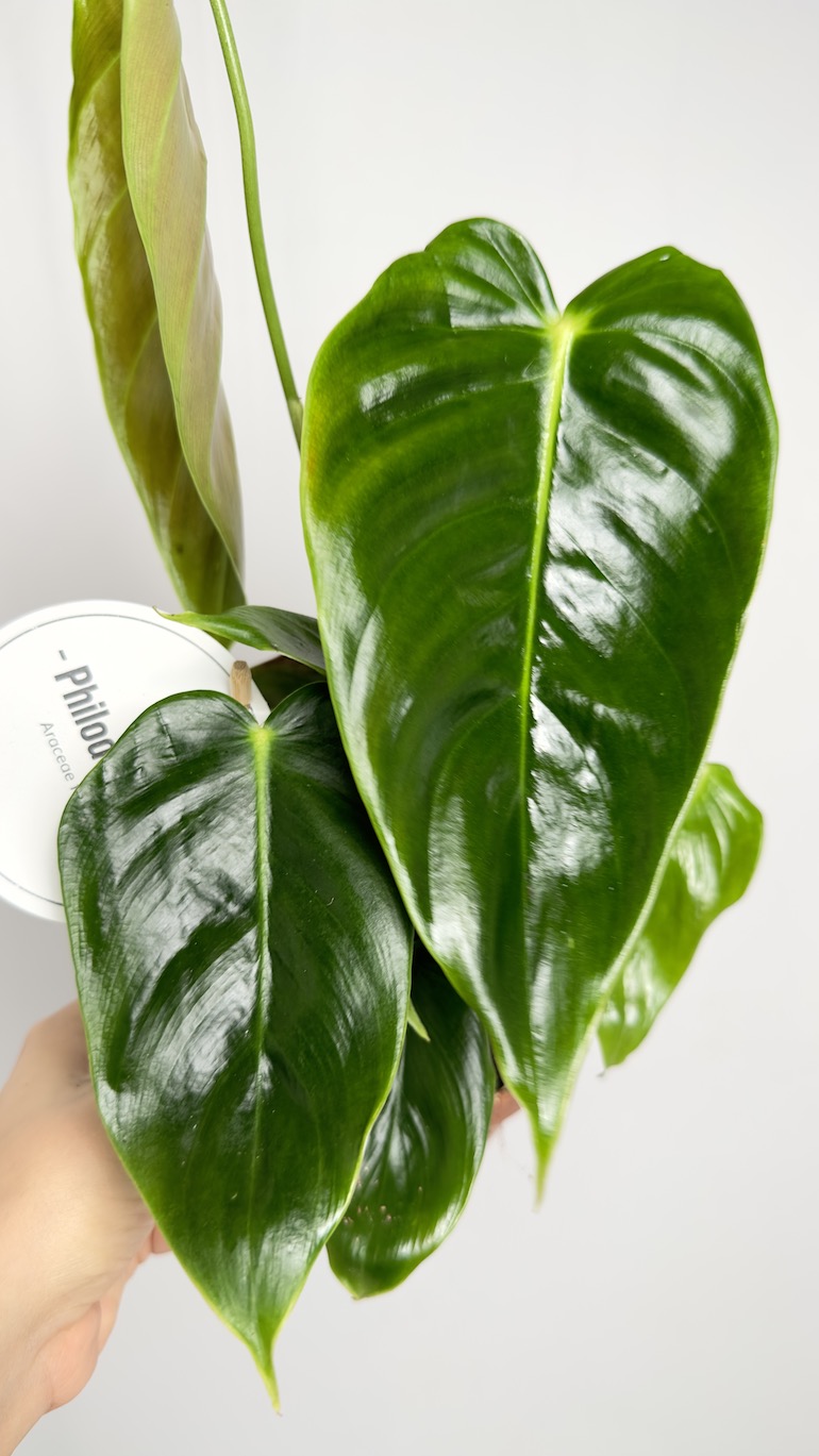 Philodendron Esmeraldense