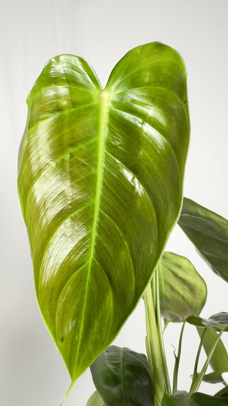 Philodendron Esmeraldense