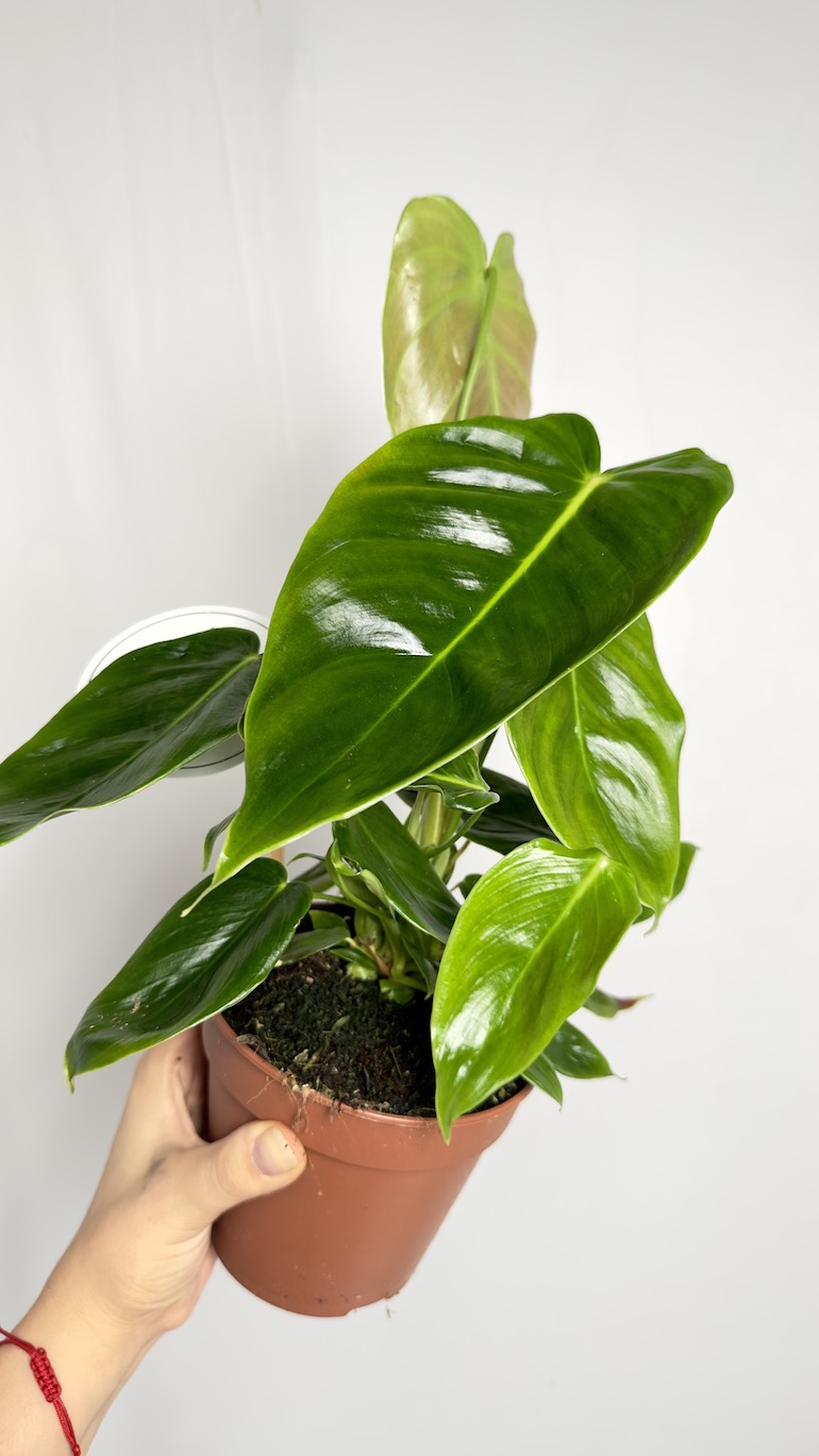 Philodendron Esmeraldense