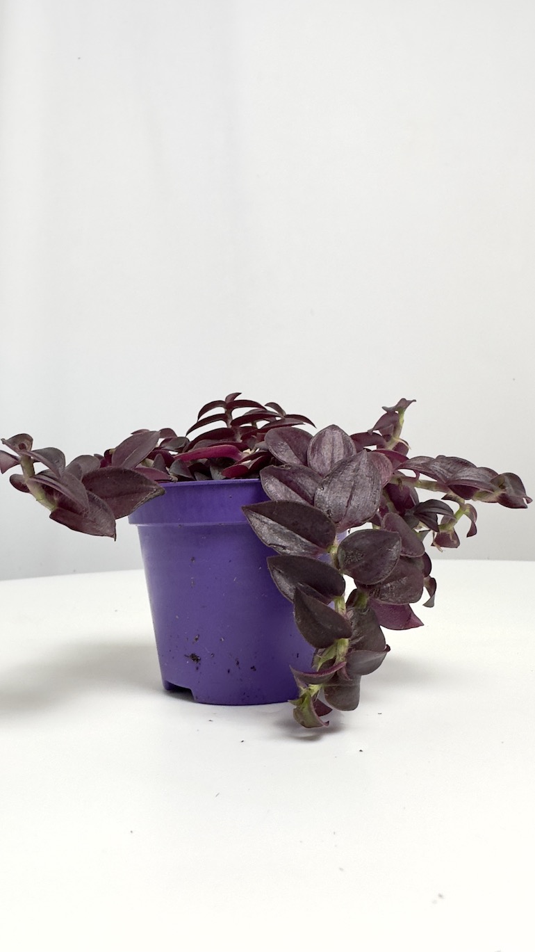 Tradescantia fioletowa