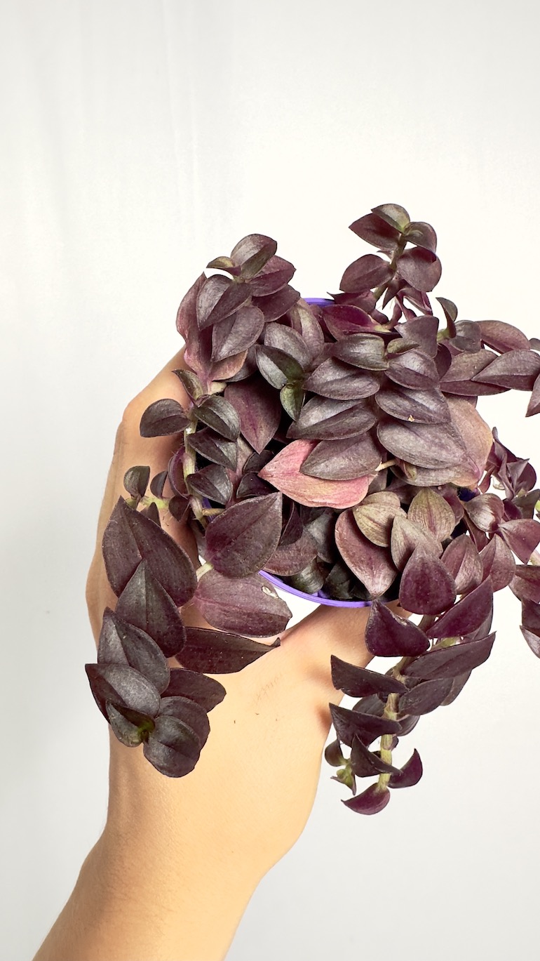 Tradescantia fioletowa