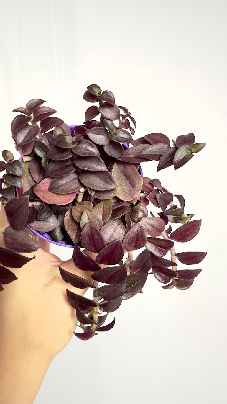 Tradescantia fioletowa