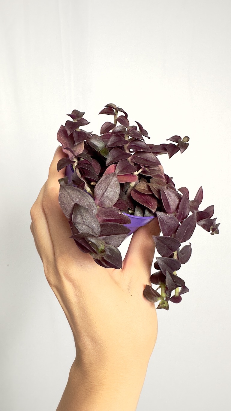 Tradescantia fioletowa