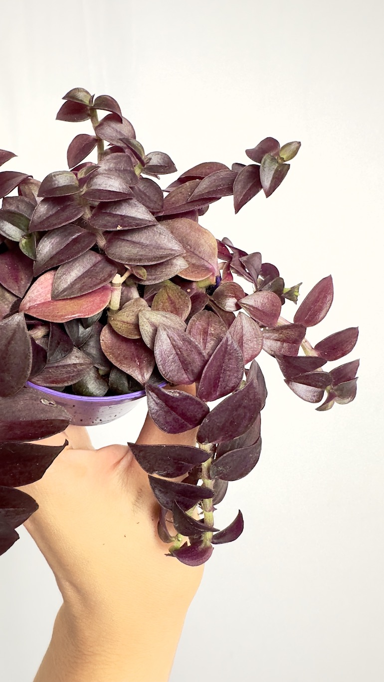 Tradescantia fioletowa