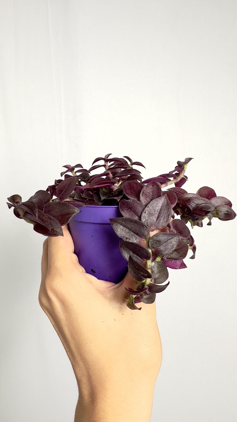 Tradescantia fioletowa
