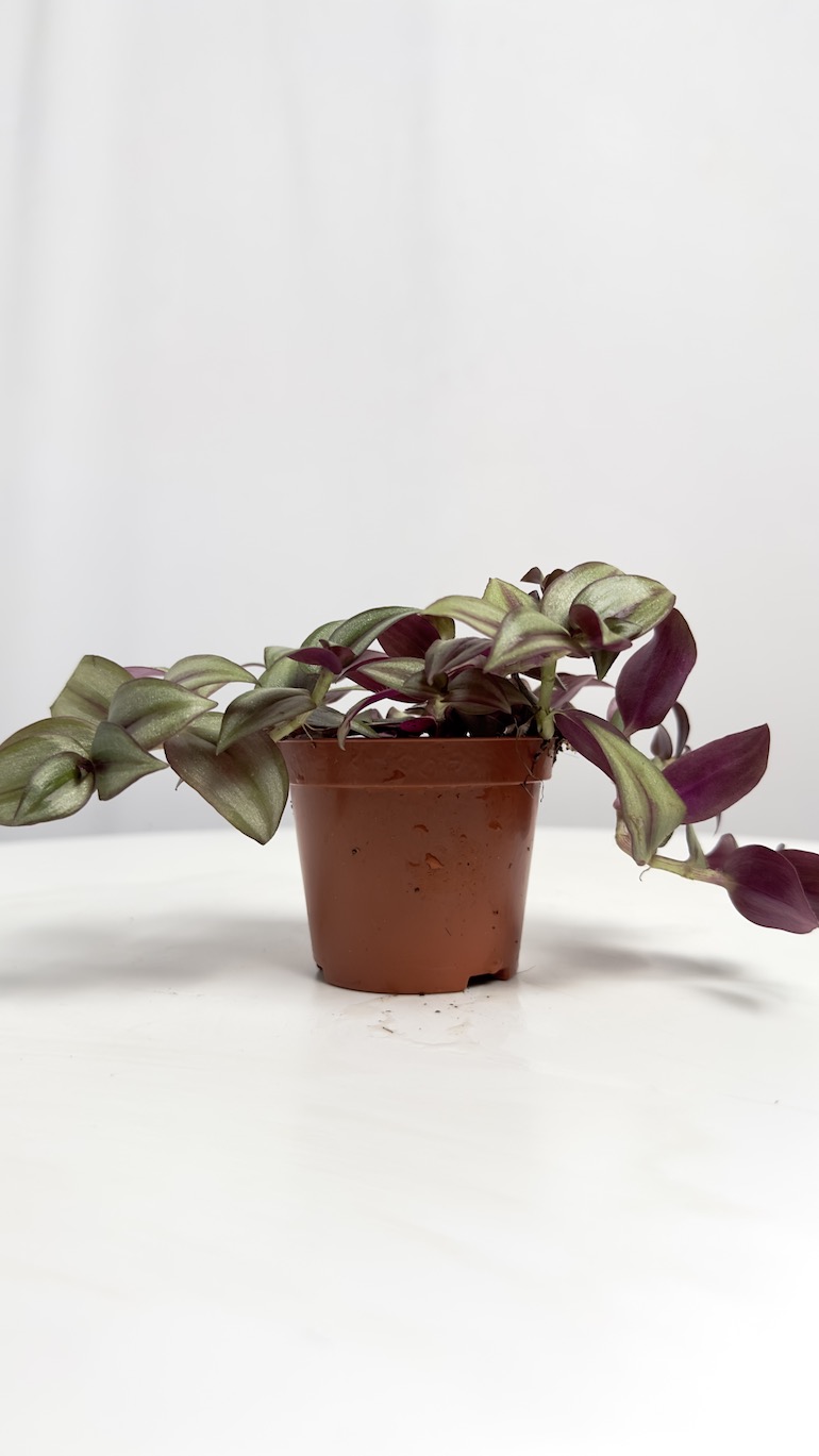 Tradescantia Zebrina