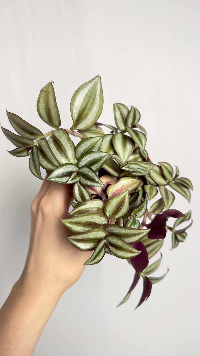 Tradescantia Zebrina
