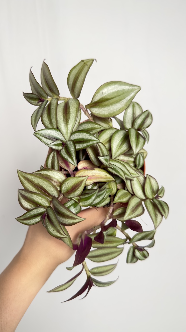 Tradescantia Zebrina