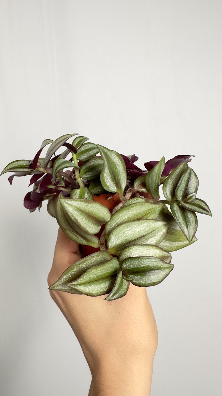 Tradescantia Zebrina
