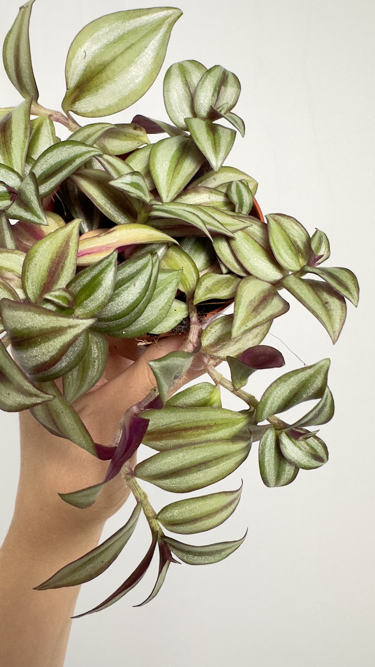 Tradescantia Zebrina