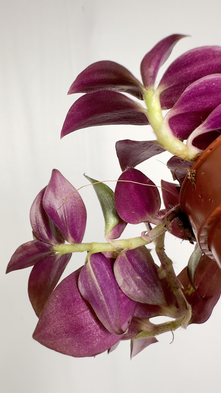 Tradescantia Zebrina
