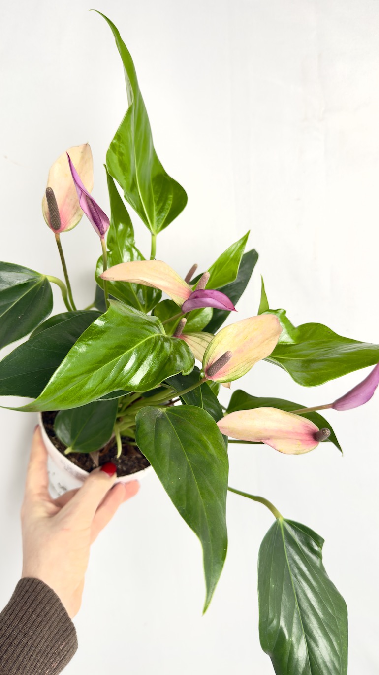 Anthurium Champion Zizou