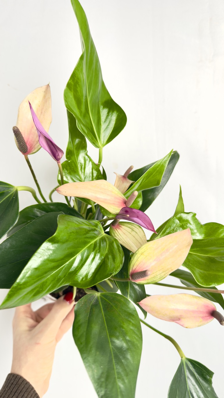 Anthurium Champion Zizou