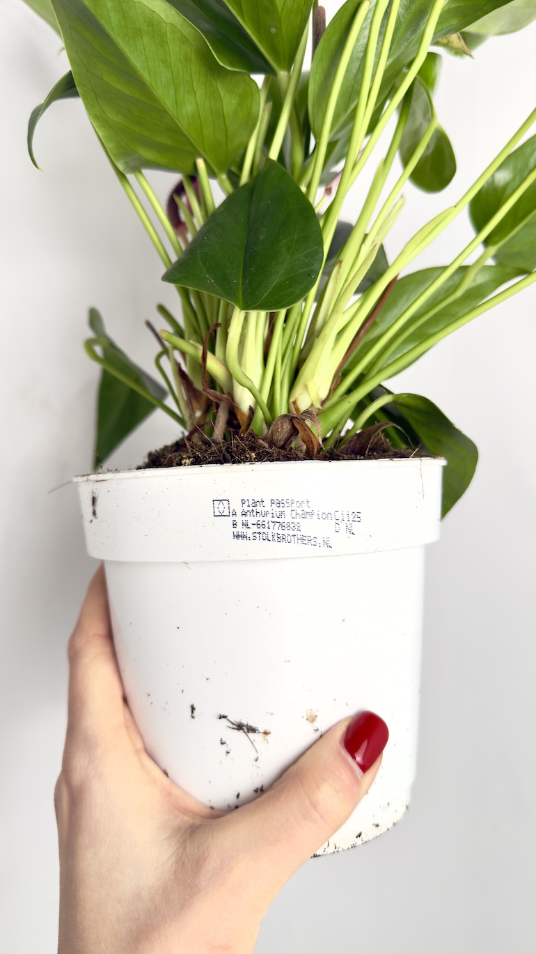 Anthurium Champion Zizou