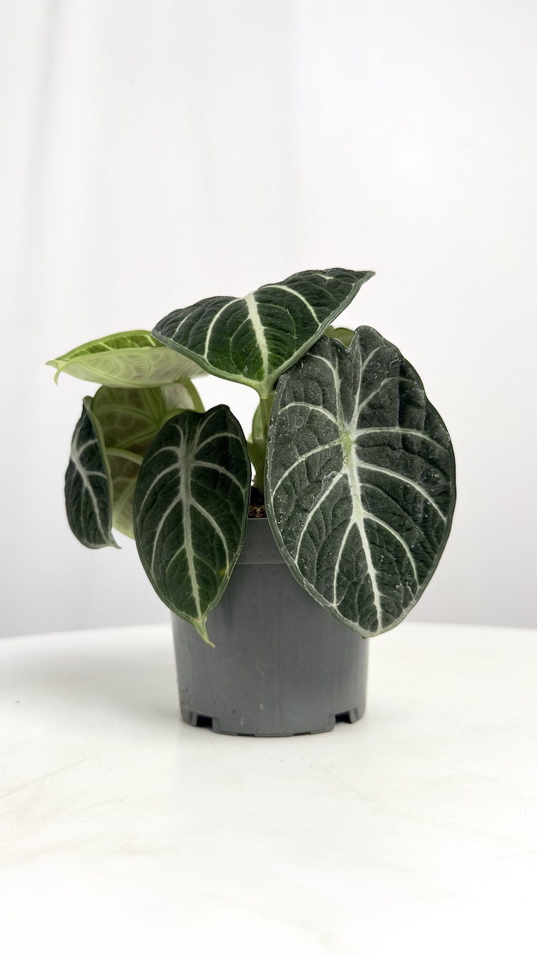 Alocasia Ninja