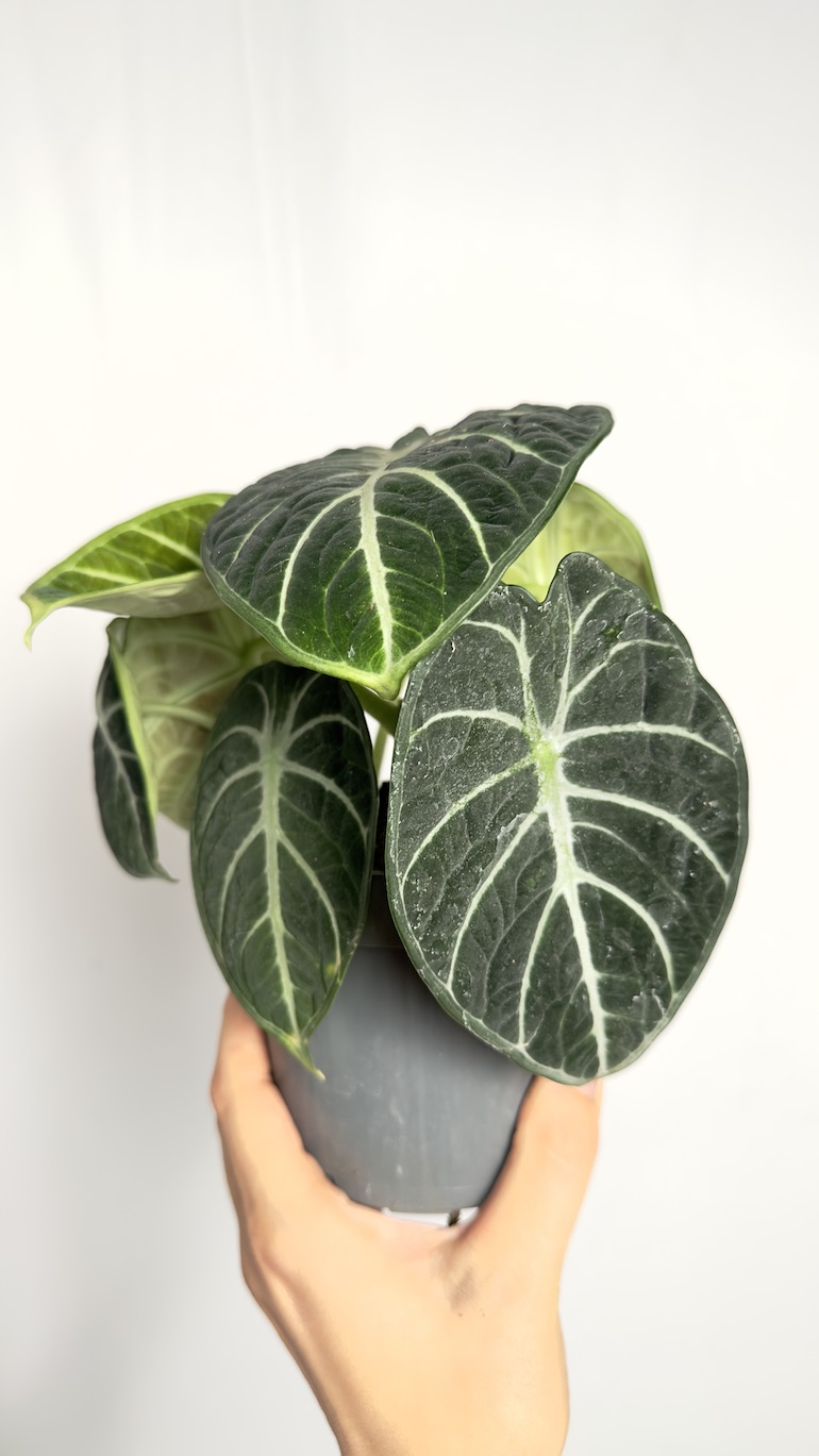 Alocasia Ninja