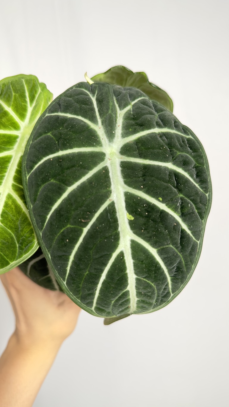 Alocasia Ninja
