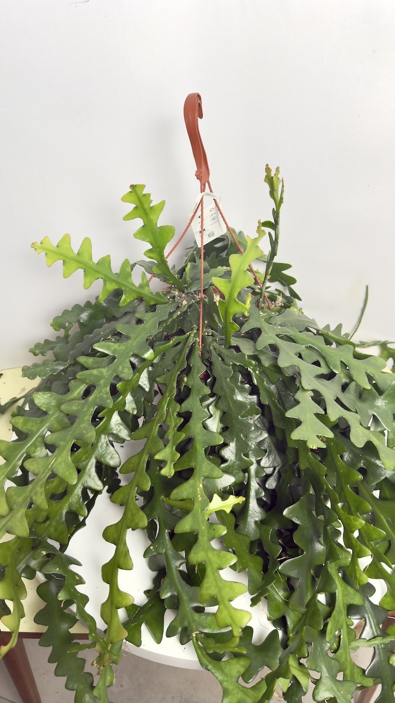 Epiphyllum anguliger