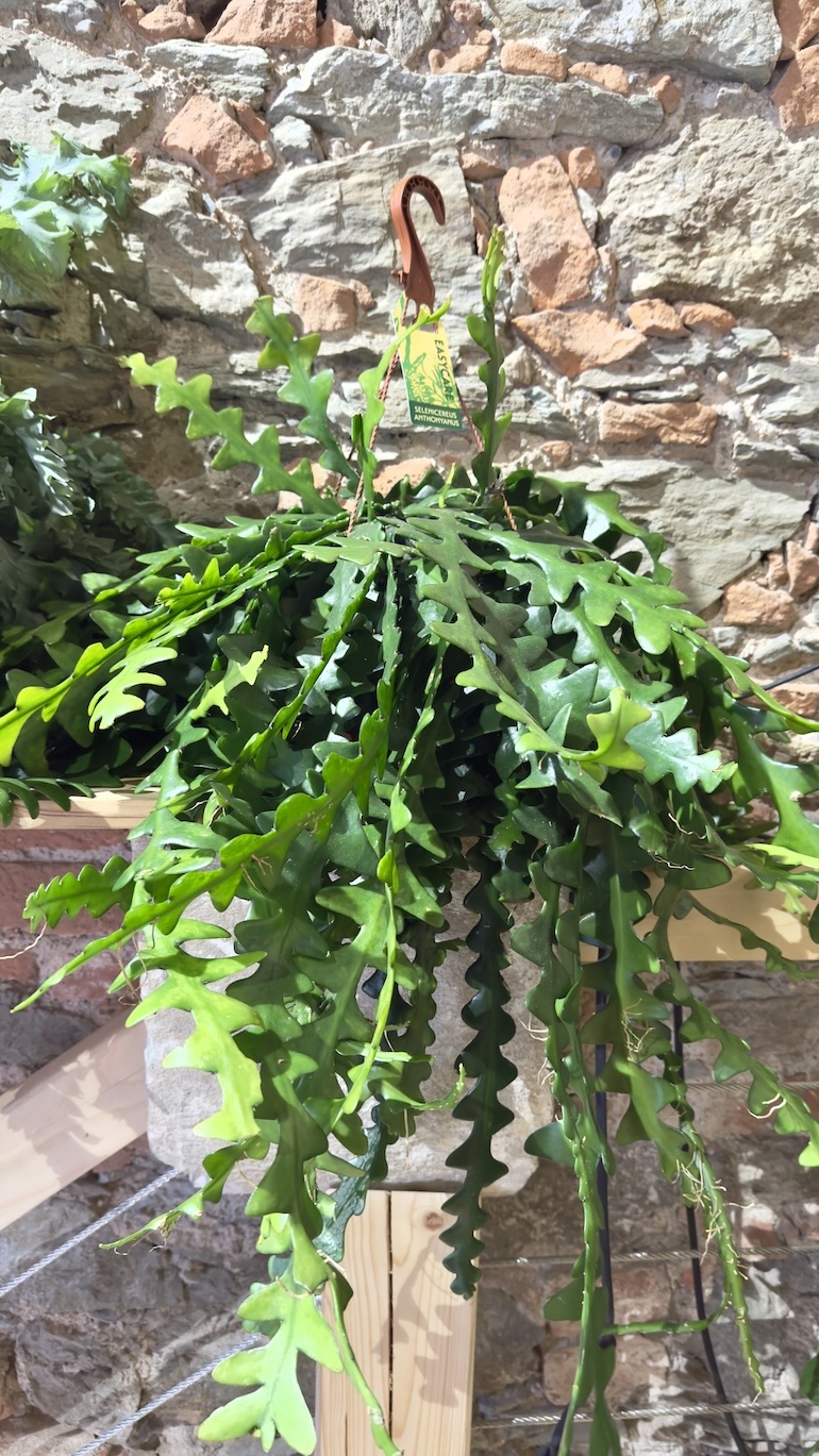 Epiphyllum anguliger