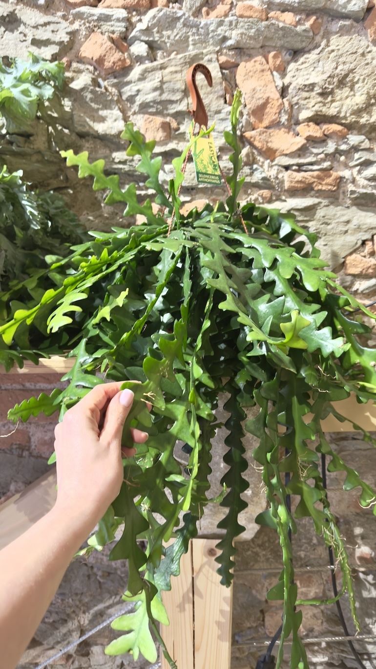 Epiphyllum anguliger