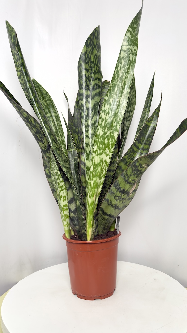 Sansevieria Jamaiquina