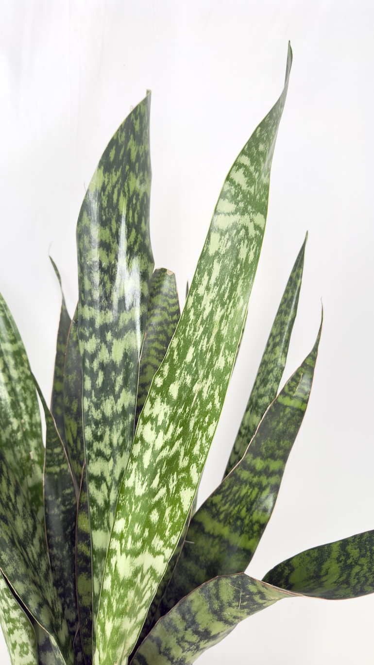 Sansevieria Jamaiquina