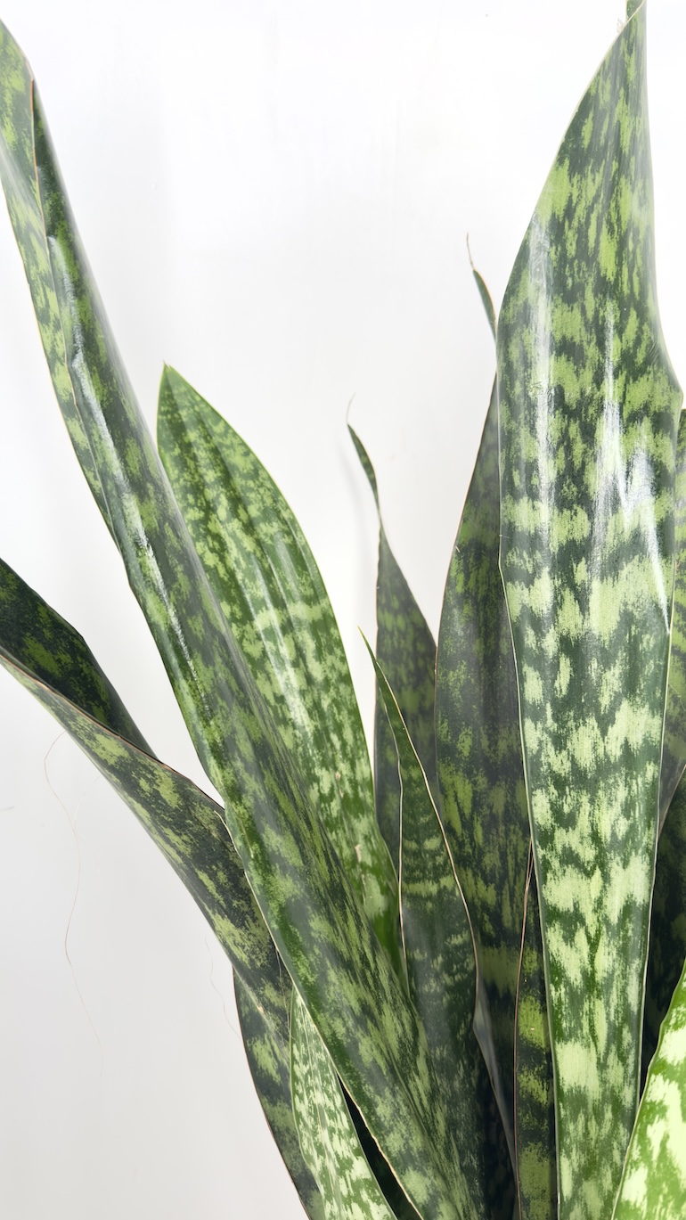 Sansevieria Jamaiquina