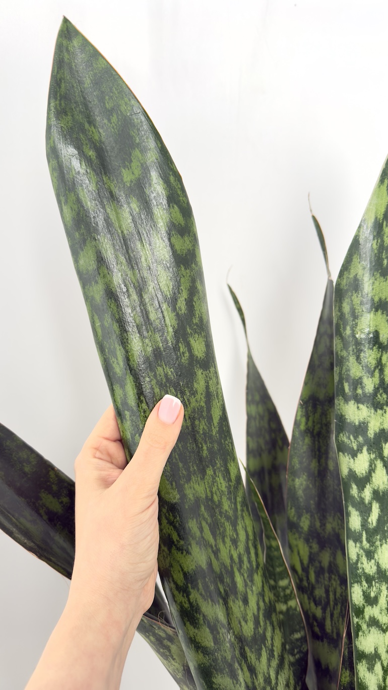 Sansevieria Jamaiquina