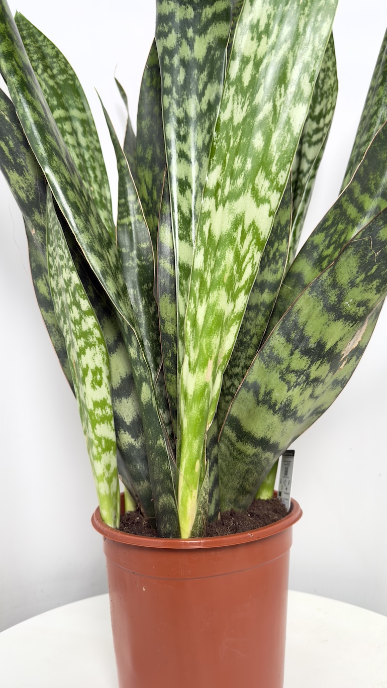 Sansevieria Jamaiquina