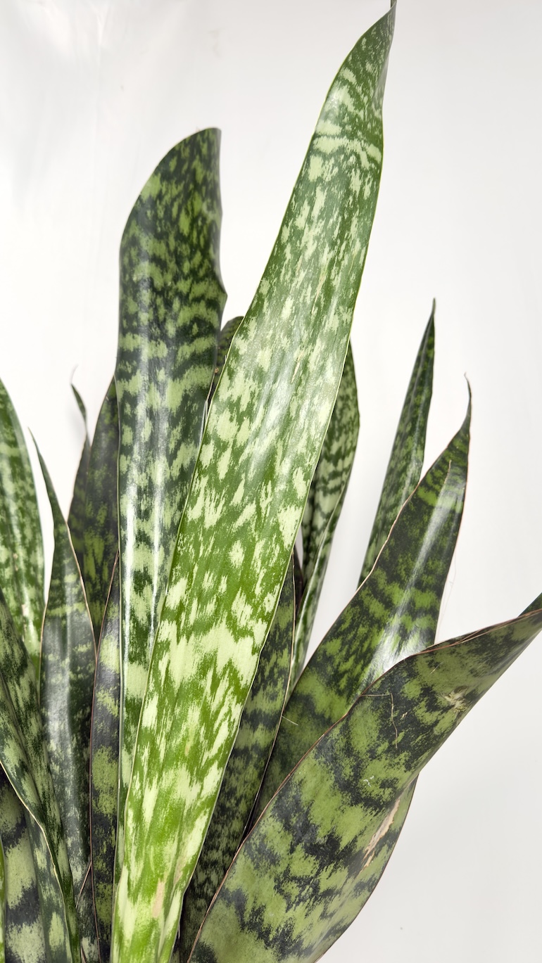 Sansevieria Jamaiquina
