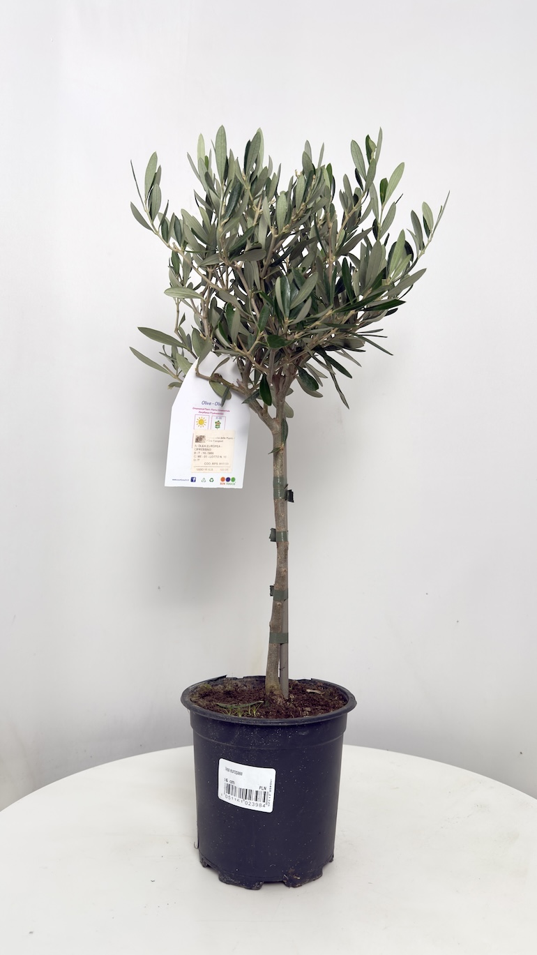 Olea europaea