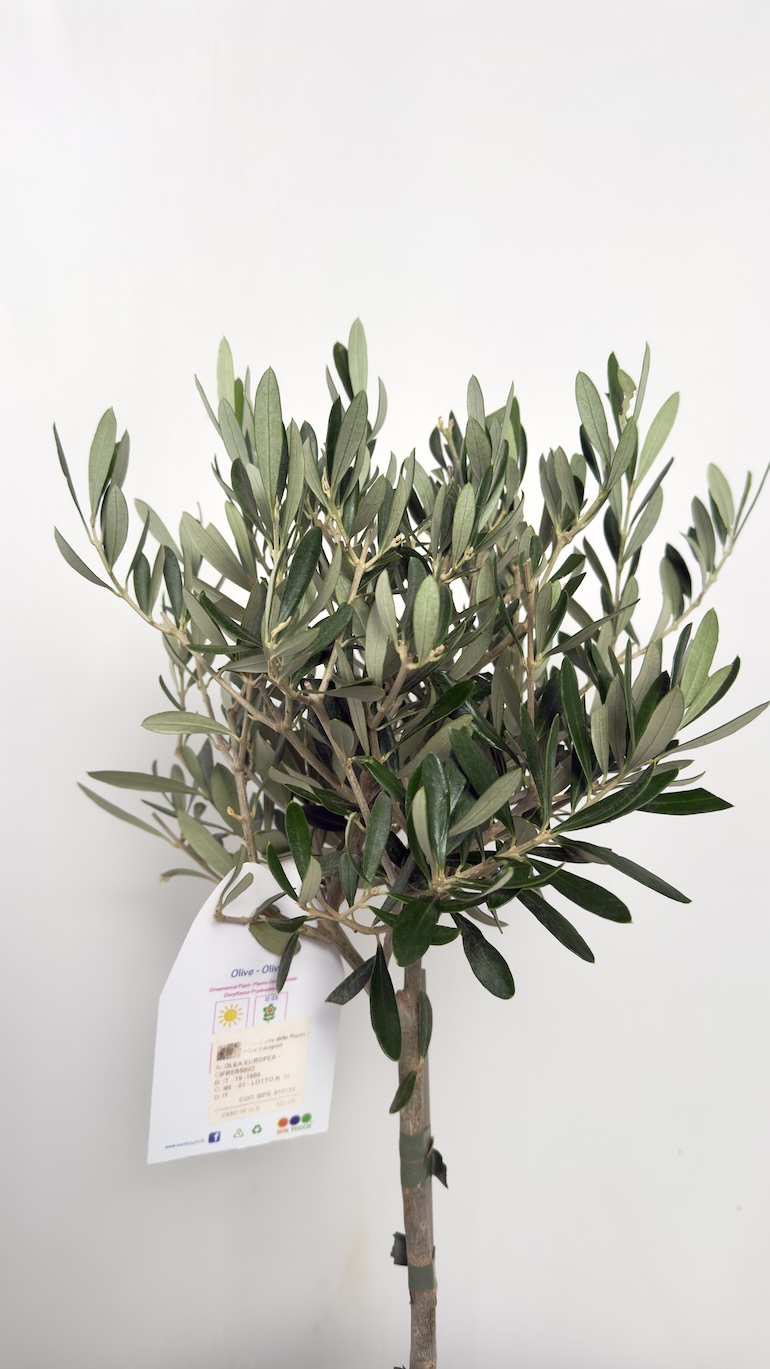 Olea europaea