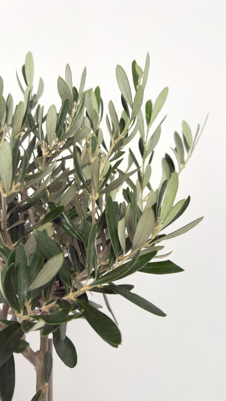 Olea europaea