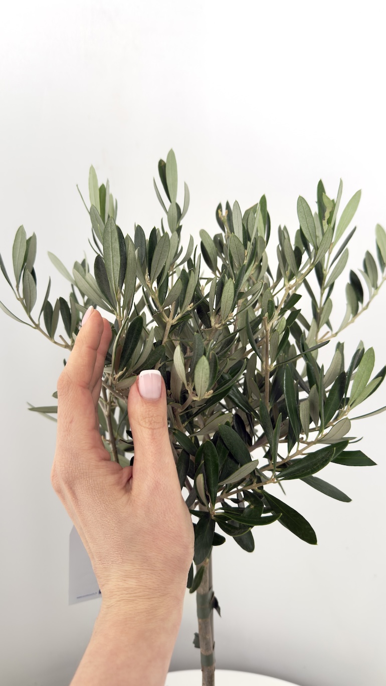 Olea europaea