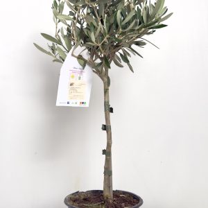 Olea europaea