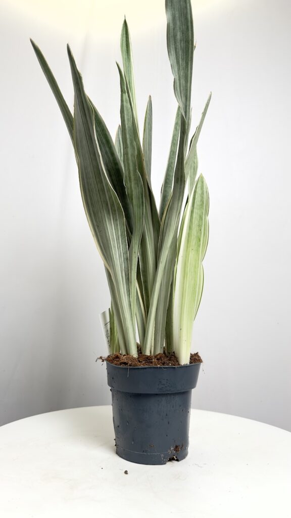 Sansevieria Metallica