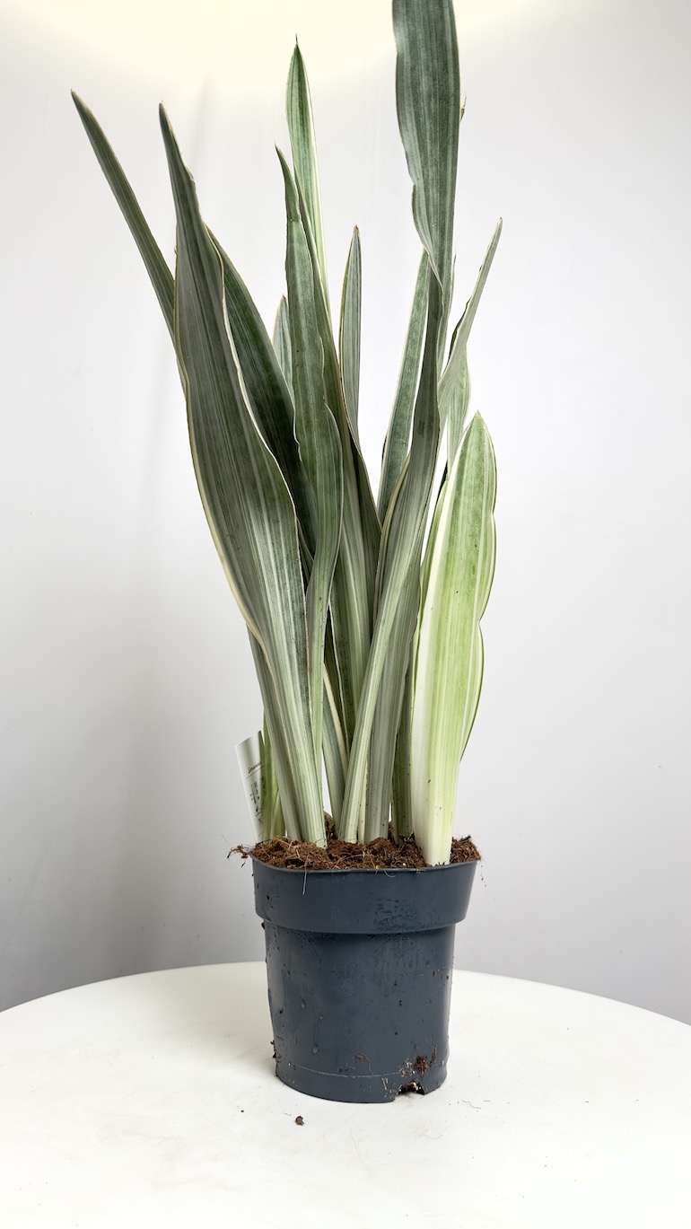 Sansevieria Metallica