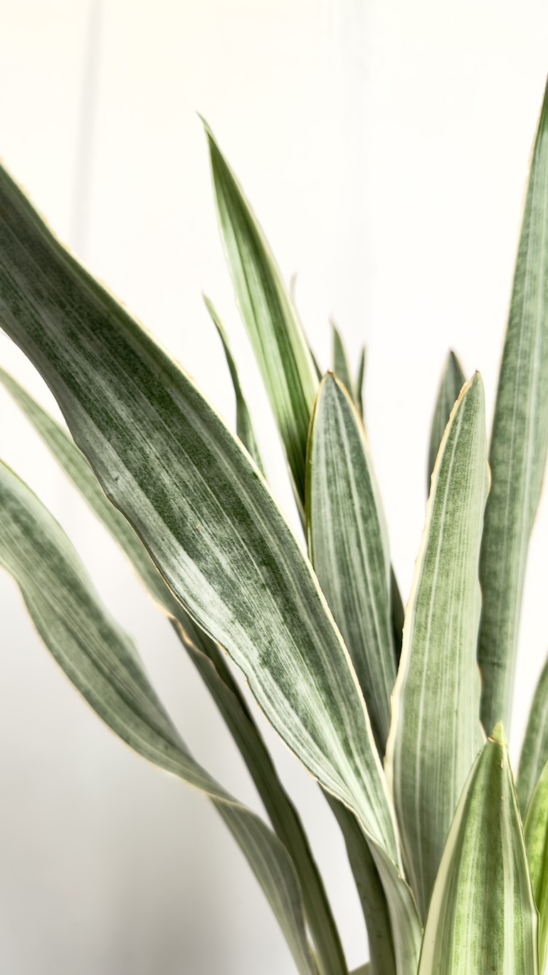 Sansevieria Metallica