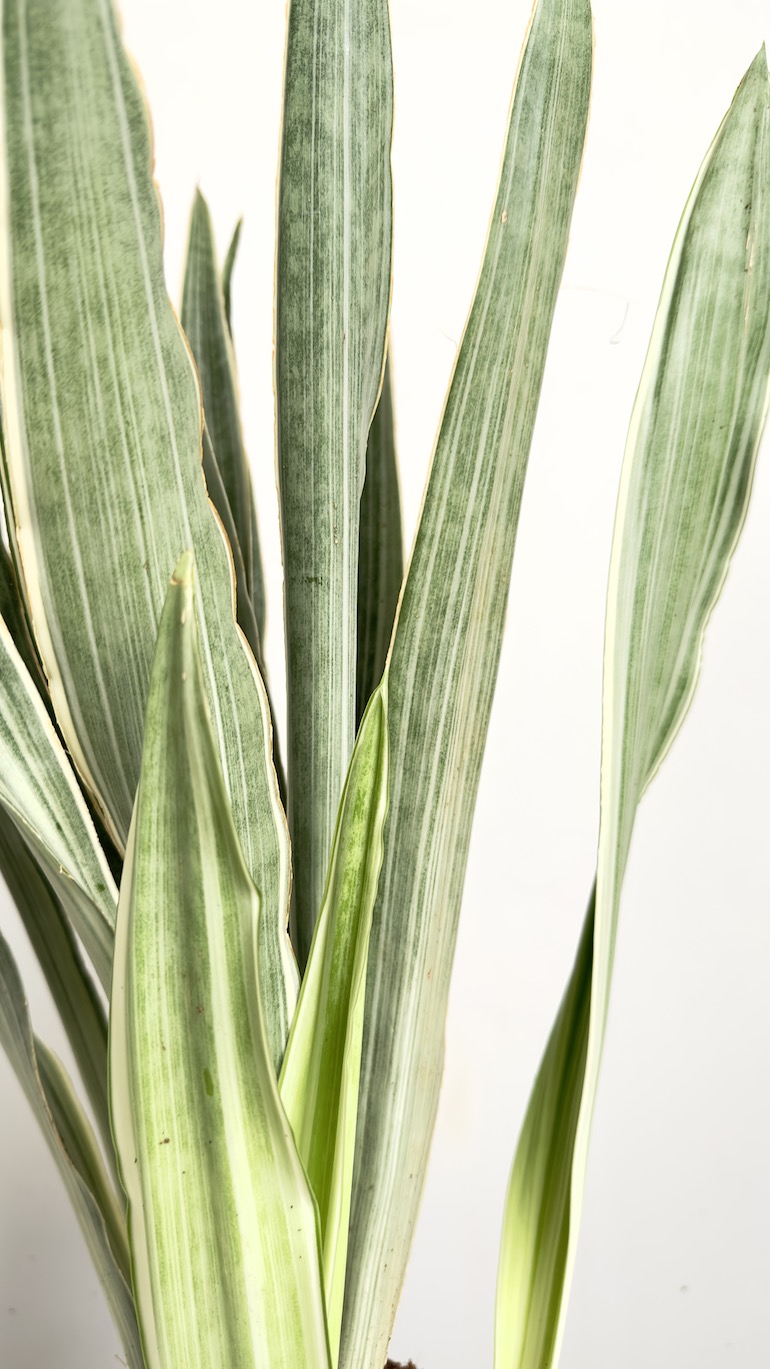 Sansevieria Metallica