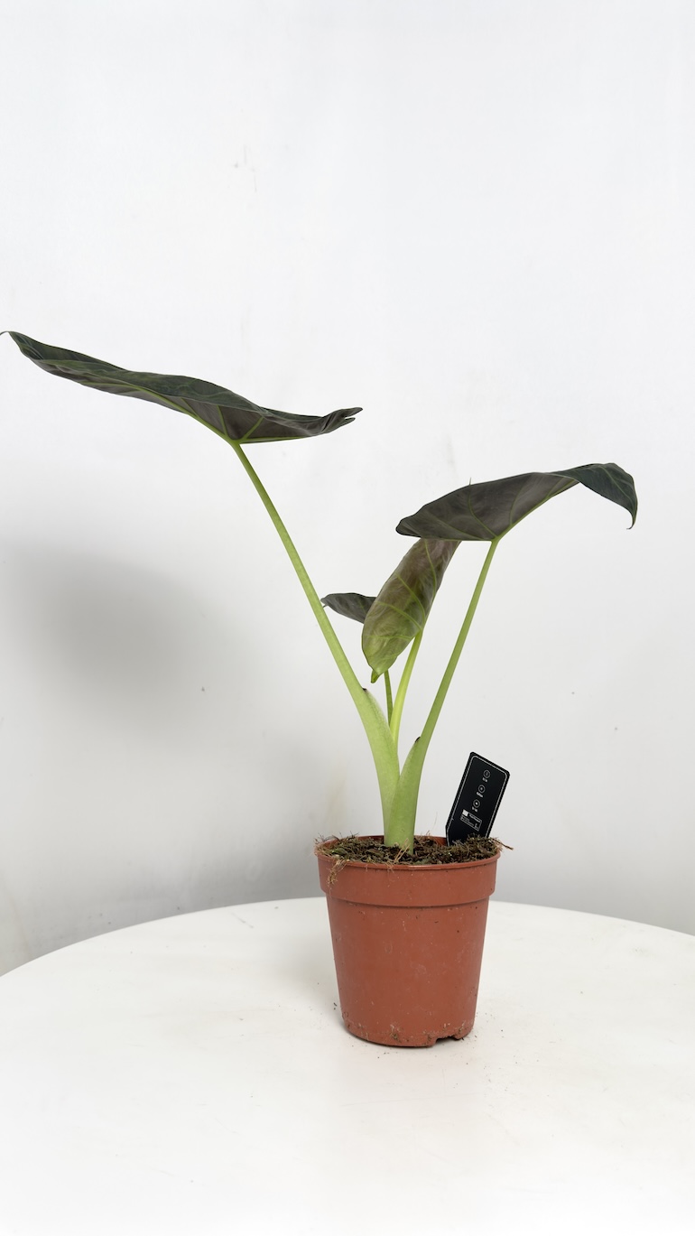 Alocasia Regal Shield