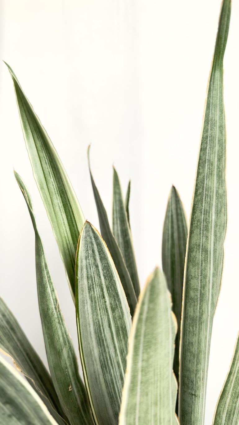 Sansevieria Metallica