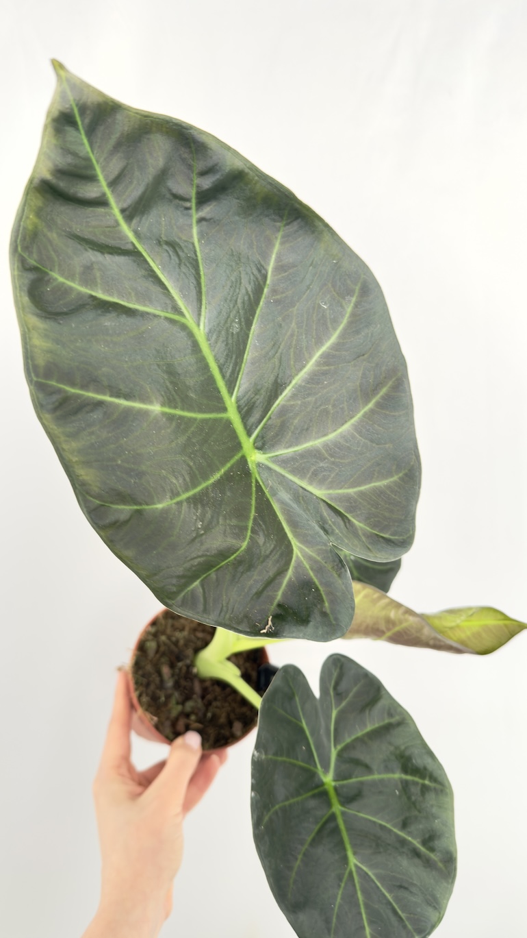 Alocasia Regal Shield