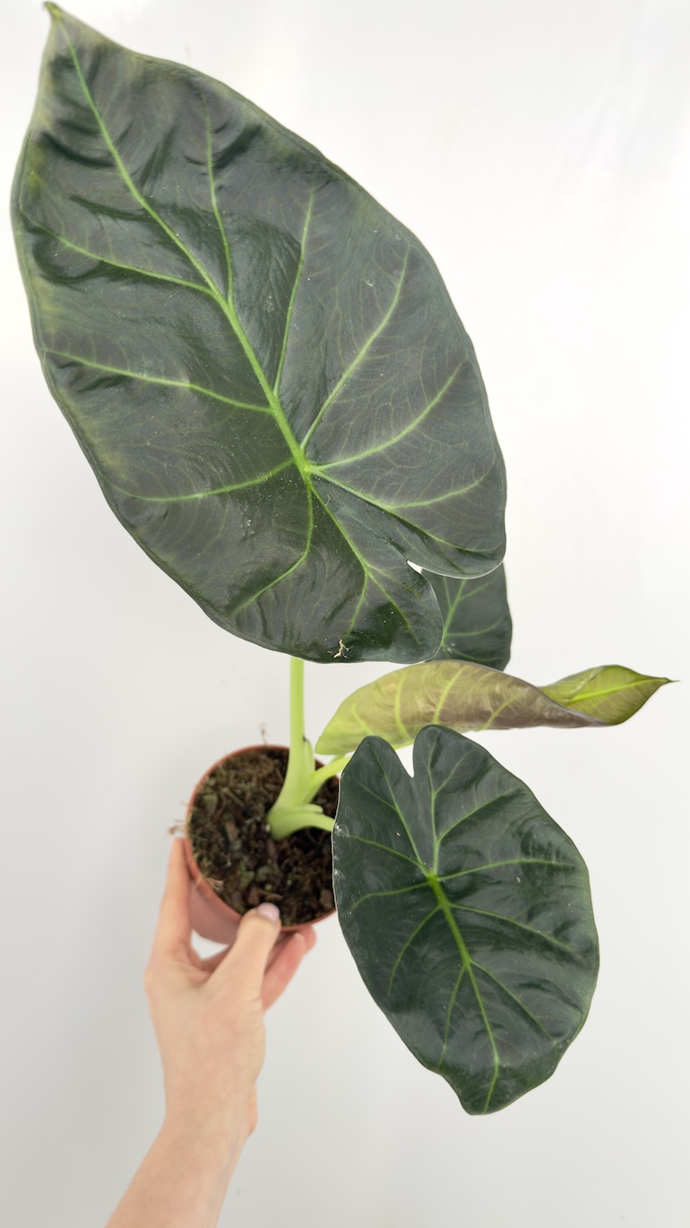 Alocasia Regal Shield
