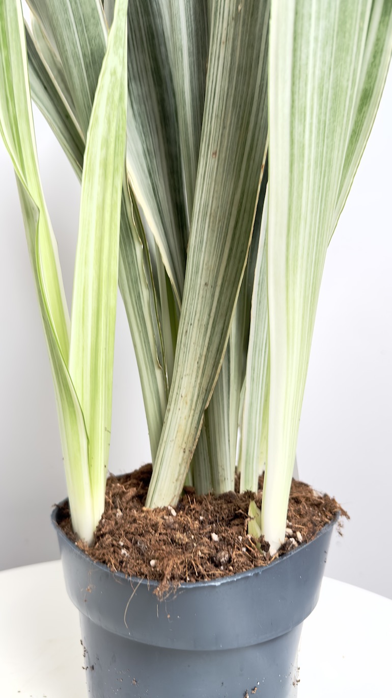 Sansevieria Metallica