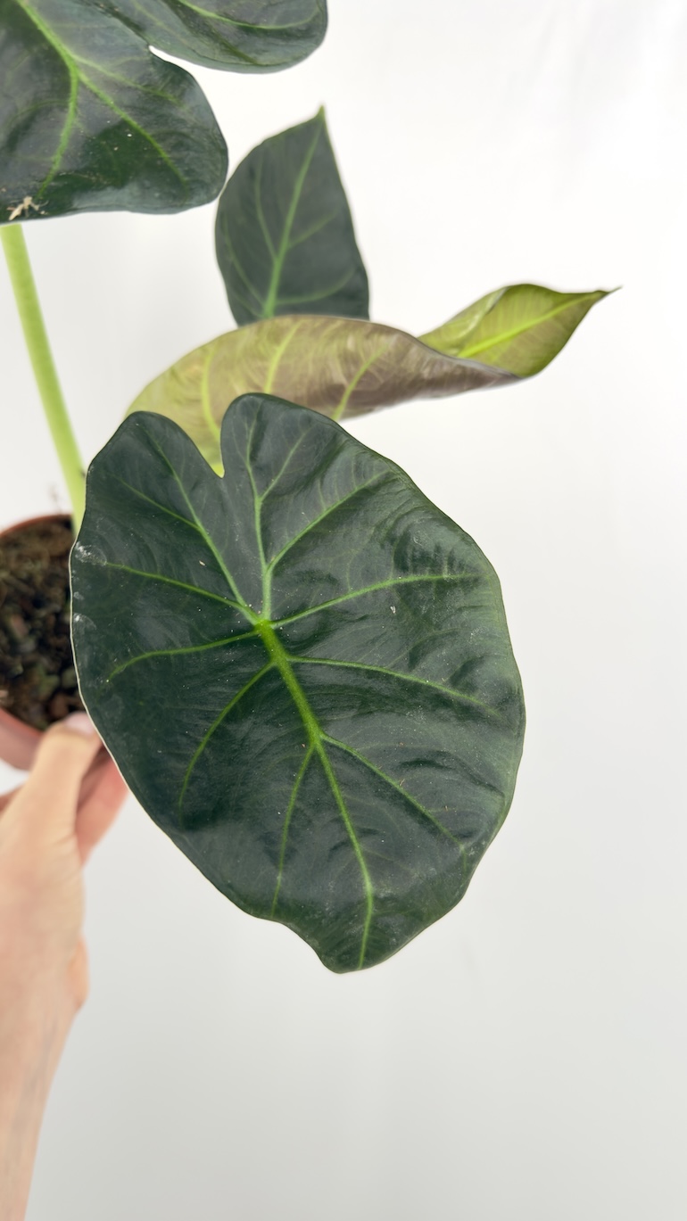 Alocasia Regal Shield