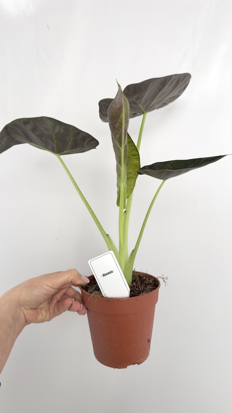 Alocasia Regal Shield